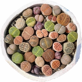 Assorted Exotic Lithops Succulents - Living Stone Plants - Decorative Succulents in Mix Colors (Set of 20 Live Lithops)