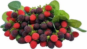 M2cbridge 4PCS Artificial Raspberry Red Berry Strawberry Faux Fruit BlackBerry Props Table Decoration (Red with Black)