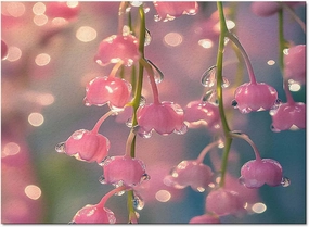 Spring Flower Dewdrop 5x7ft Large Area Rugs for Living Room, Lily of The Valley Collection Area Runner Rugs Non Slip Bedroom Carpets Hallways Rug, Outdoor Indoor Nursery Rugs Décor